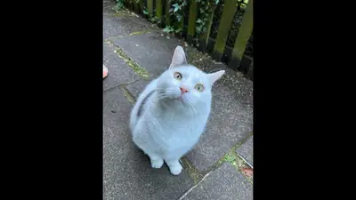 大佬不可能吸猫薄荷